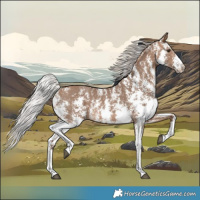 Horse Color:Silver Bay Dun Sabino Rabicano 