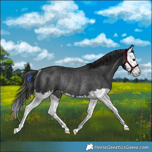 Horse Color:Black Splash Rabicano 