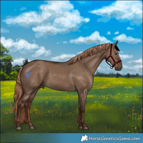 Horse Color:Liver Red Dun Rabicano 