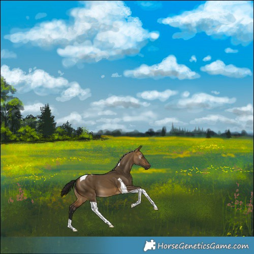 Horse Color:Gray Buckskin Dun Tobiano 