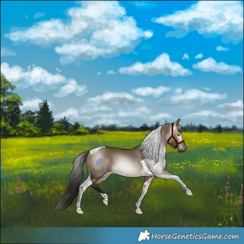 Horse Color:Gray Buckskin Dun Tobiano 
