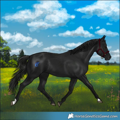 Horse Color:Gray Black Rabicano 