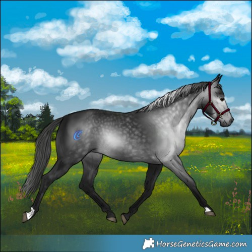 Horse Color:Gray Black Rabicano 
