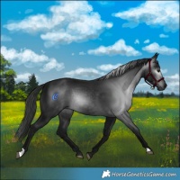 Horse Color:Gray Black Rabicano 