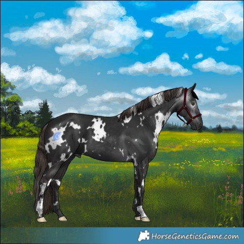 Horse Color:Gray White Spotted Liver Chestnut 