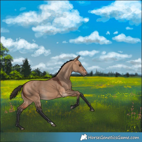 Horse Color:Bay Dun Rabicano 