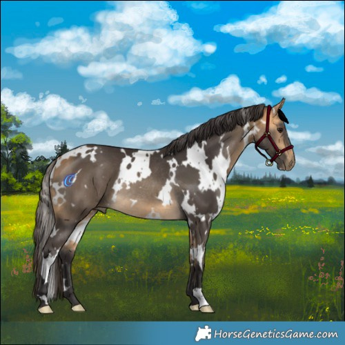 Horse Color:White Spotted Buckskin Rabicano 