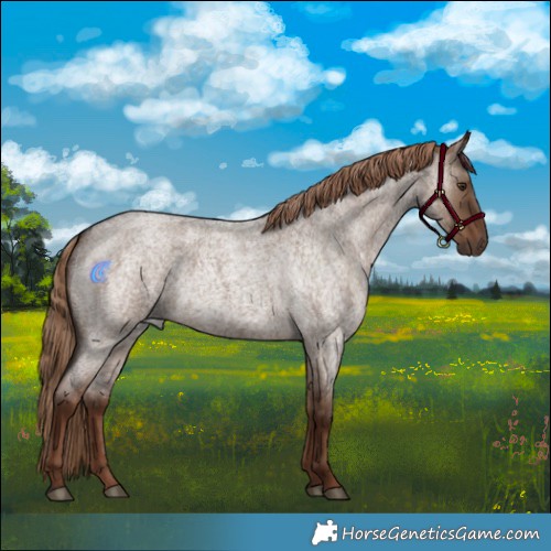 Horse Color:Liver Red Dun Roan Rabicano