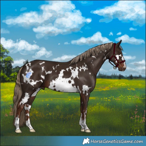 Horse Color:White Spotted Liver Chestnut 