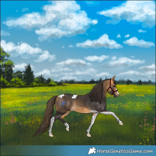 Horse Color:Buckskin Tobiano