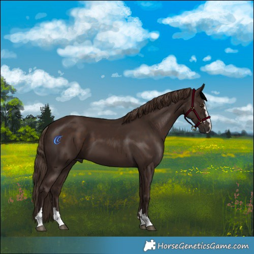 Horse Color:Liver Chestnut
