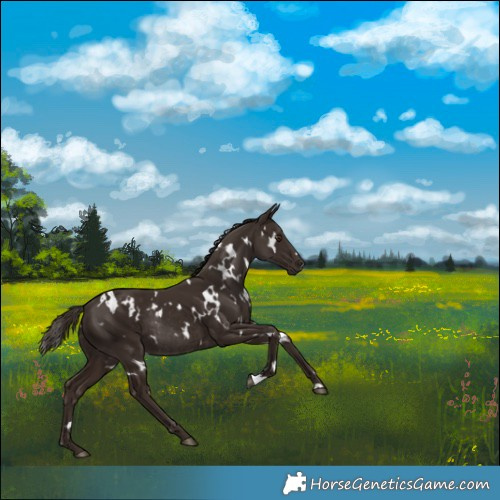 Horse Color:White Spotted Liver Chestnut Rabicano 