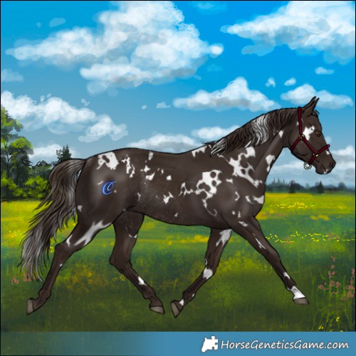 Horse Color:White Spotted Liver Chestnut Rabicano 