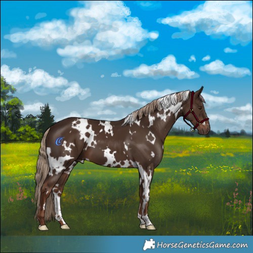 Horse Color:White Spotted Liver Chestnut