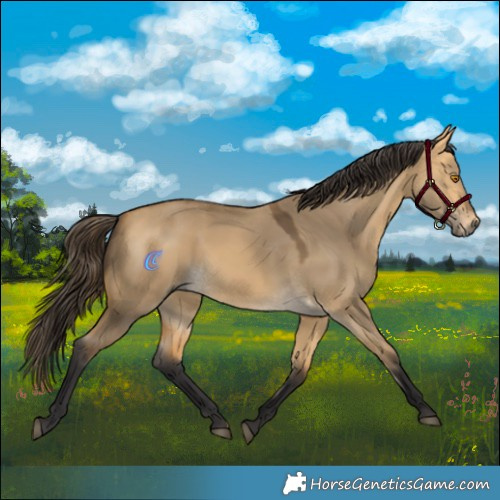 Horse Color:Buckskin Dun Rabicano