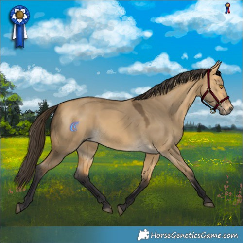 Horse Color:Buckskin Dun Rabicano 