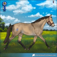 Horse Color:Buckskin Dun Rabicano 