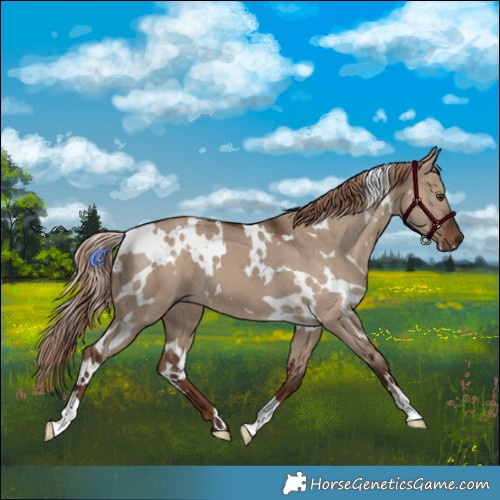 Horse Color:White Spotted Liver Red Dun 