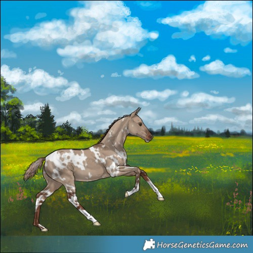 Horse Color:White Spotted Liver Red Dun