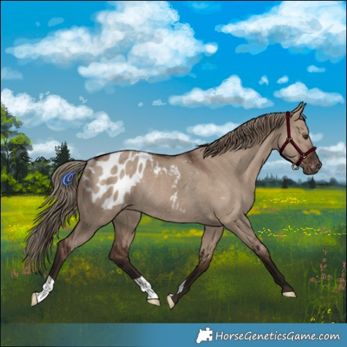 Horse Color:Liver Red Dun Appaloosa Rabicano 