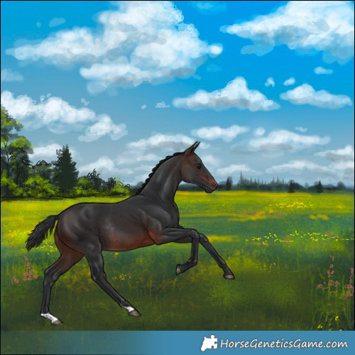 Horse Color:Brown Rabicano 
