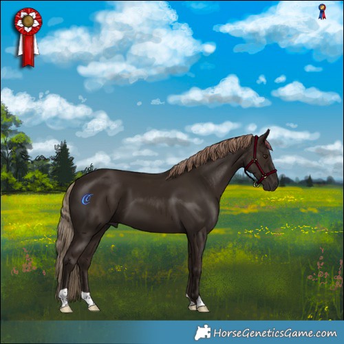 Horse Color:Liver Chestnut 
