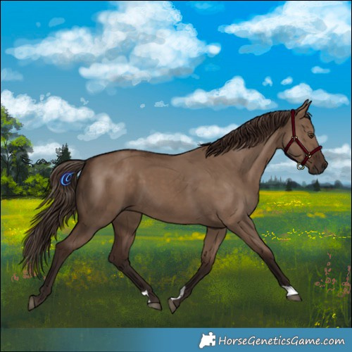 Horse Color:Liver Red Dun 