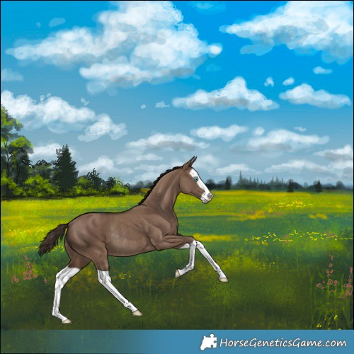 Horse Color:Liver Red Dun Splash Rabicano 