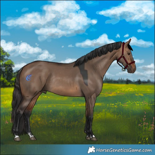 Horse Color:Bay Dun Rabicano 