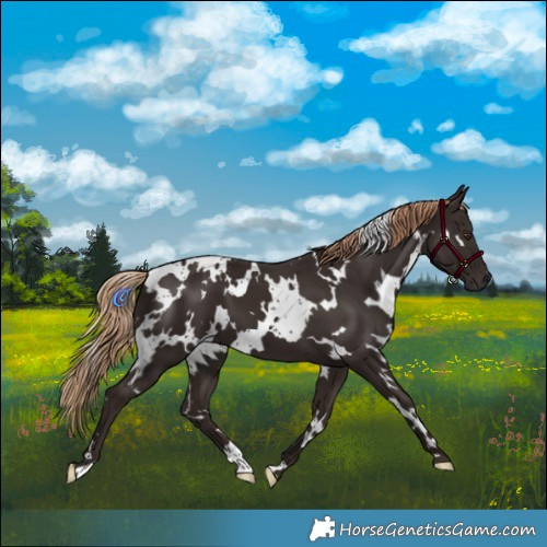 Horse Color:White Spotted Liver Chestnut 