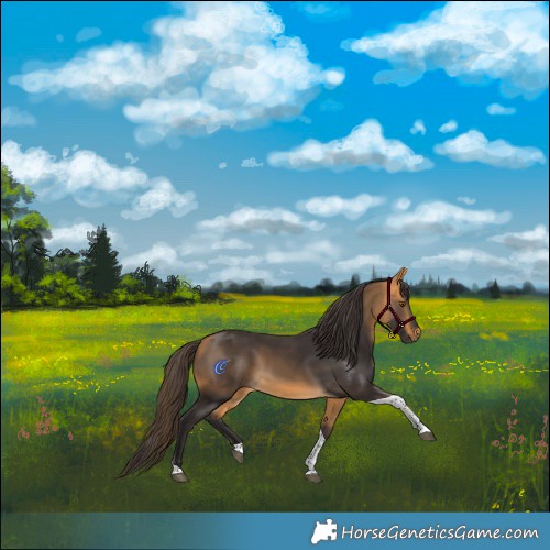 Horse Color:Buckskin Tobiano 