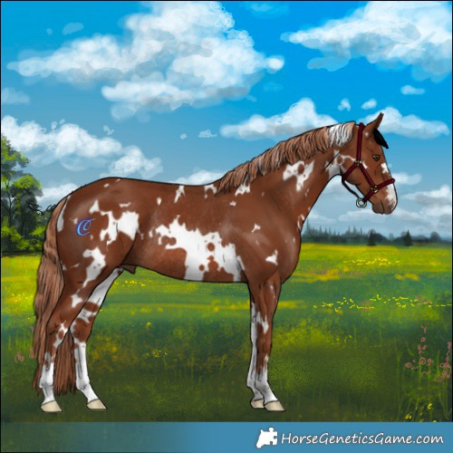 Horse Color:White Spotted Chestnut Rabicano 