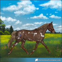 Horse Color:Gray White Spotted Chestnut 