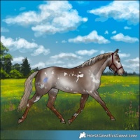 Horse Color:Gray White Spotted Chestnut