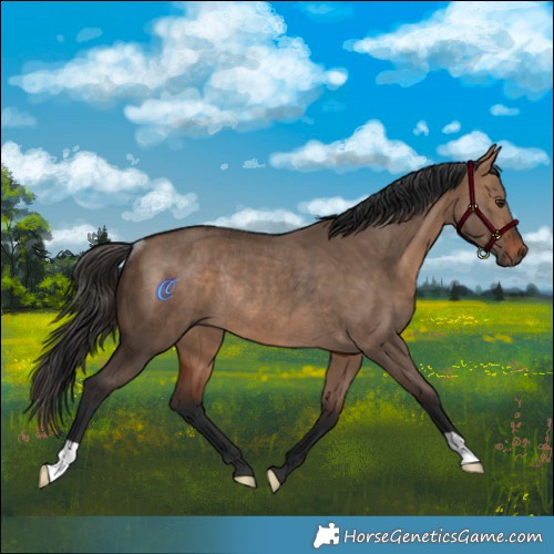 Horse Color:Bay Dun Rabicano 
