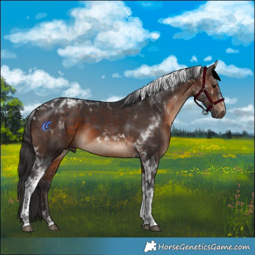 Horse Color:Brown Tobiano 