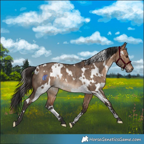 Horse Color:White Spotted Bay Dun Rabicano 