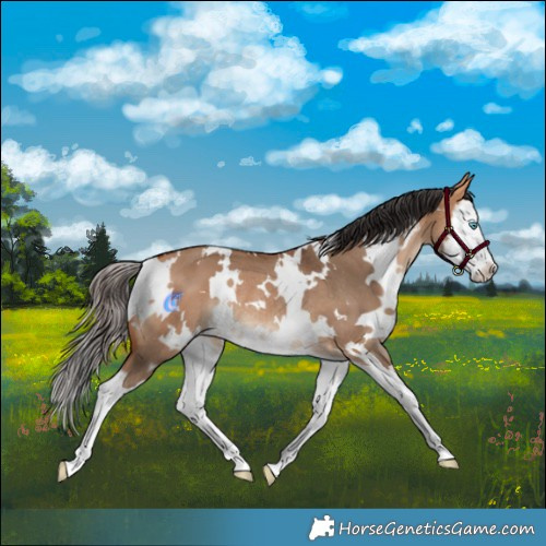 Horse Color:White Spotted Bay Dun Splash Rabicano 