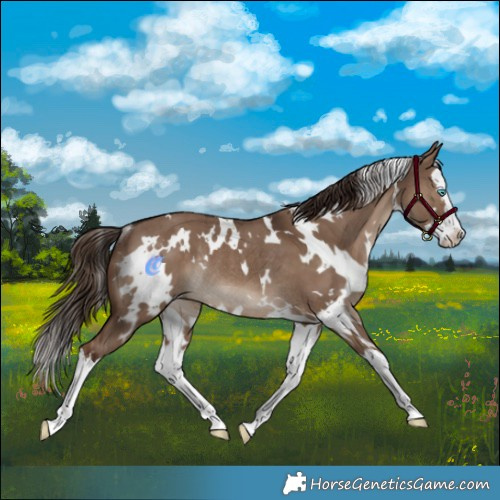 Horse Color:White Spotted Liver Red Dun Splash Rabicano 