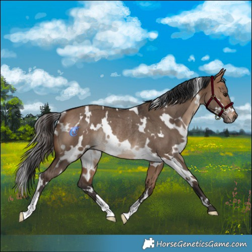 Horse Color:White Spotted Bay Dun Rabicano 