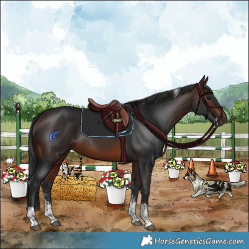 Horse Color:Brown Sabino Tobiano 