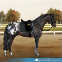 Horse Color:Brown Tobiano Appaloosa  and Black Tobiano Appaloosa 