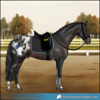 Horse Color:Brown Tobiano Blanket  and Black Tobiano Blanket 
