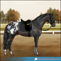 Horse Color:Brown Tobiano Appaloosa  and Black Tobiano Appaloosa 