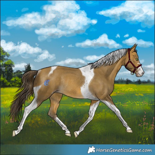 Horse Color:Sable Cream Champagne Tobiano Rabicano 