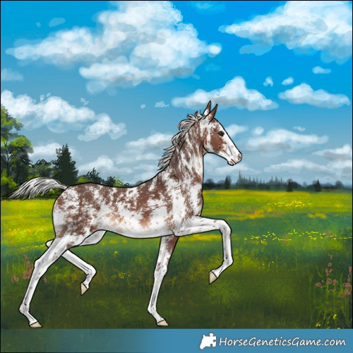 Horse Color:Silver Brown Sabino 