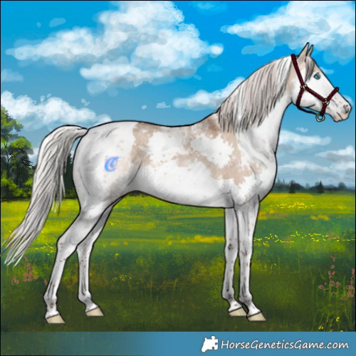 Horse Color:Silver Bay Dun Splash Tobiano 