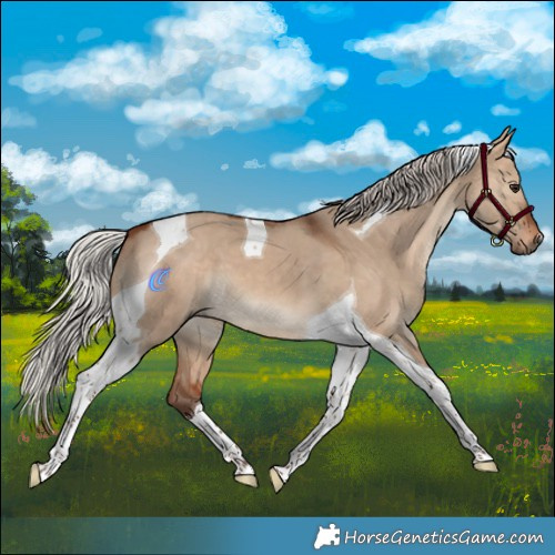 Horse Color:Silver Bay Dun Tobiano 