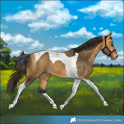 Horse Color:Buckskin Tobiano 