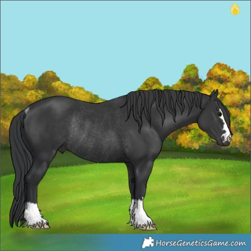 Horse Color:Black Rabicano 